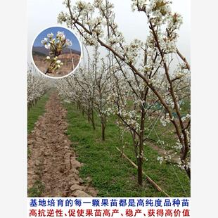 嫁接秋月梨树苗薄皮黄梨冰糖蜜梨苗北南方庭院种植当年结果果树苗