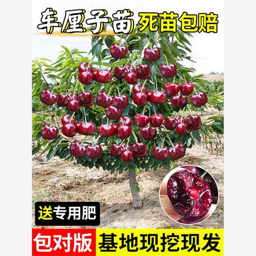 矮化车厘子树苗樱桃树苖