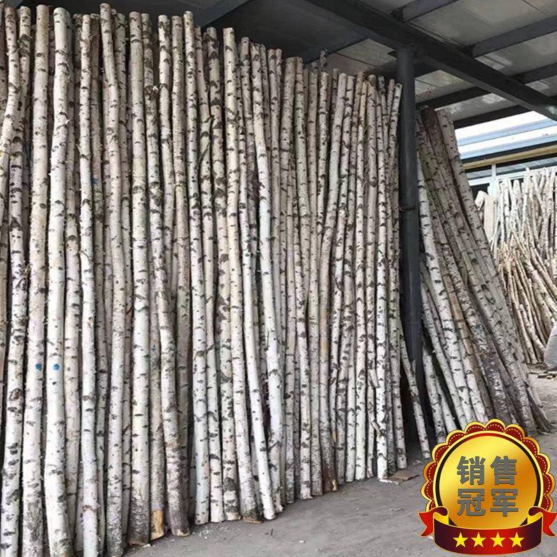 天然白桦树装饰树杆白桦树干桦木原木干燥花枯树枝婚庆橱窗隔断造