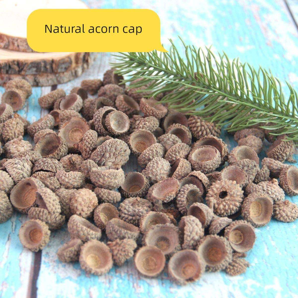 橡果帽橡树果壳橡子碗环创材料干花拍摄道具手工森系diy装饰果子