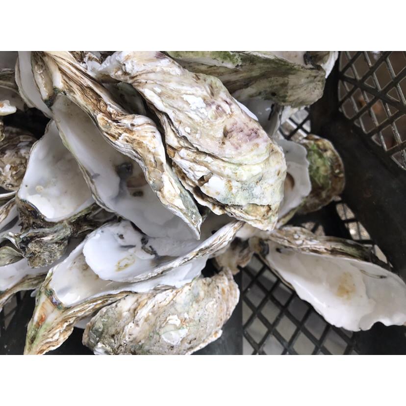 天然蚝壳贝壳装饰砌墙工艺品鱼龟过滤池滤材调节水质烧烤牡蛎壳