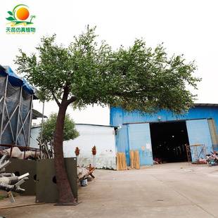 玻璃钢假橄榄树户外仿真树油橄榄树室内造景仿真橄榄树落地绿植