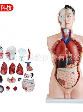 85CM人体躯干解刨模型男性内脏解刨模型可拆19部件