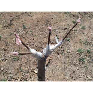 红王子锦带水蜡白蜡侧柏沙地柏紫叶小檗油松杜松