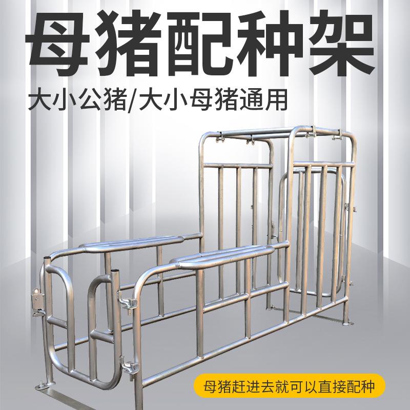 母猪配种架热镀锌大公猪采精架子小母猪配种栏猪用配种架养殖场设