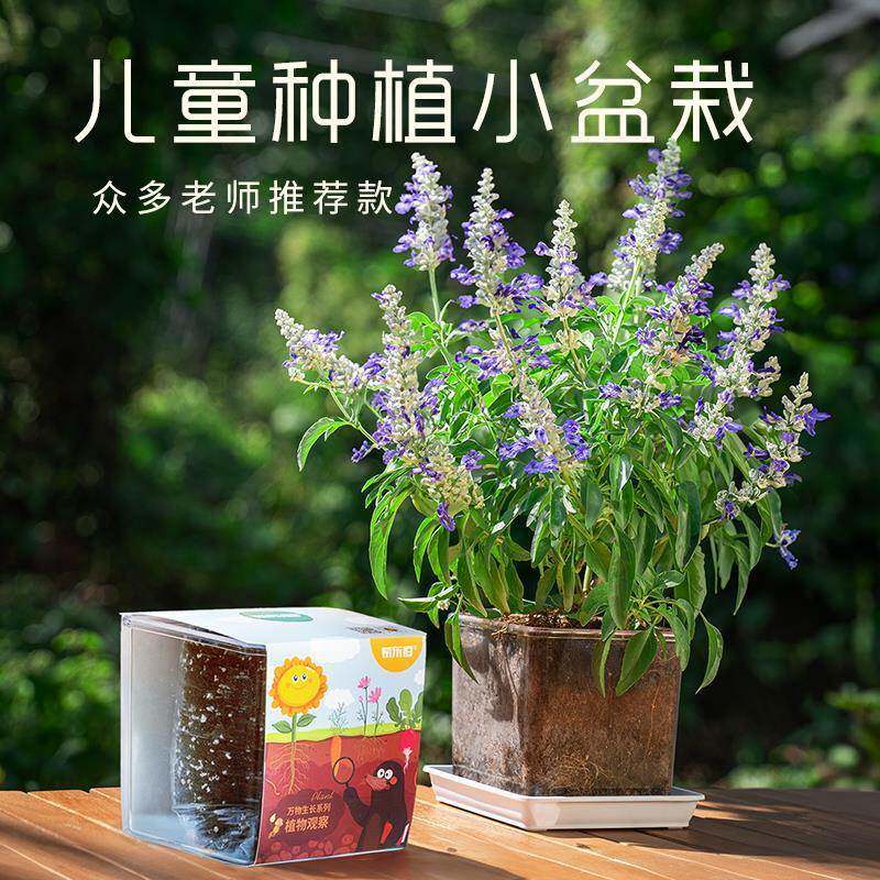 学生儿童种植小盆栽迷你绿植幼儿园科学实验观察植物套装四季播种