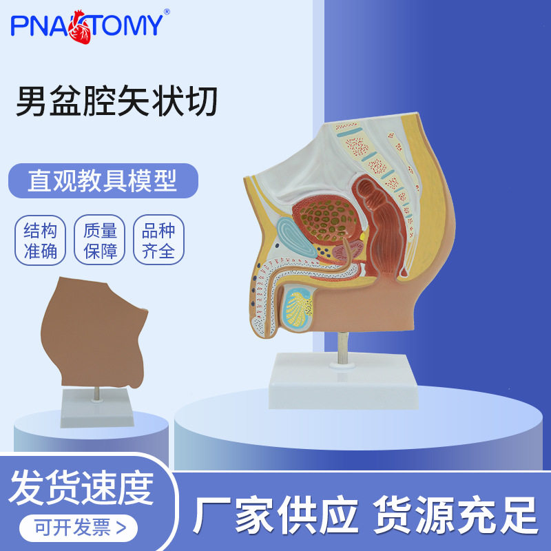 PNT-0577男性生殖泌尿盆腔系统骨盆正中矢状切模型男盆腔矢状切