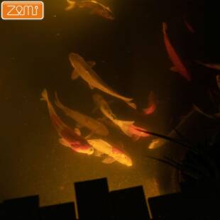 I池P68水底灯泳池鱼景灯水底景观灯表面水装 安SD001全安低压水底