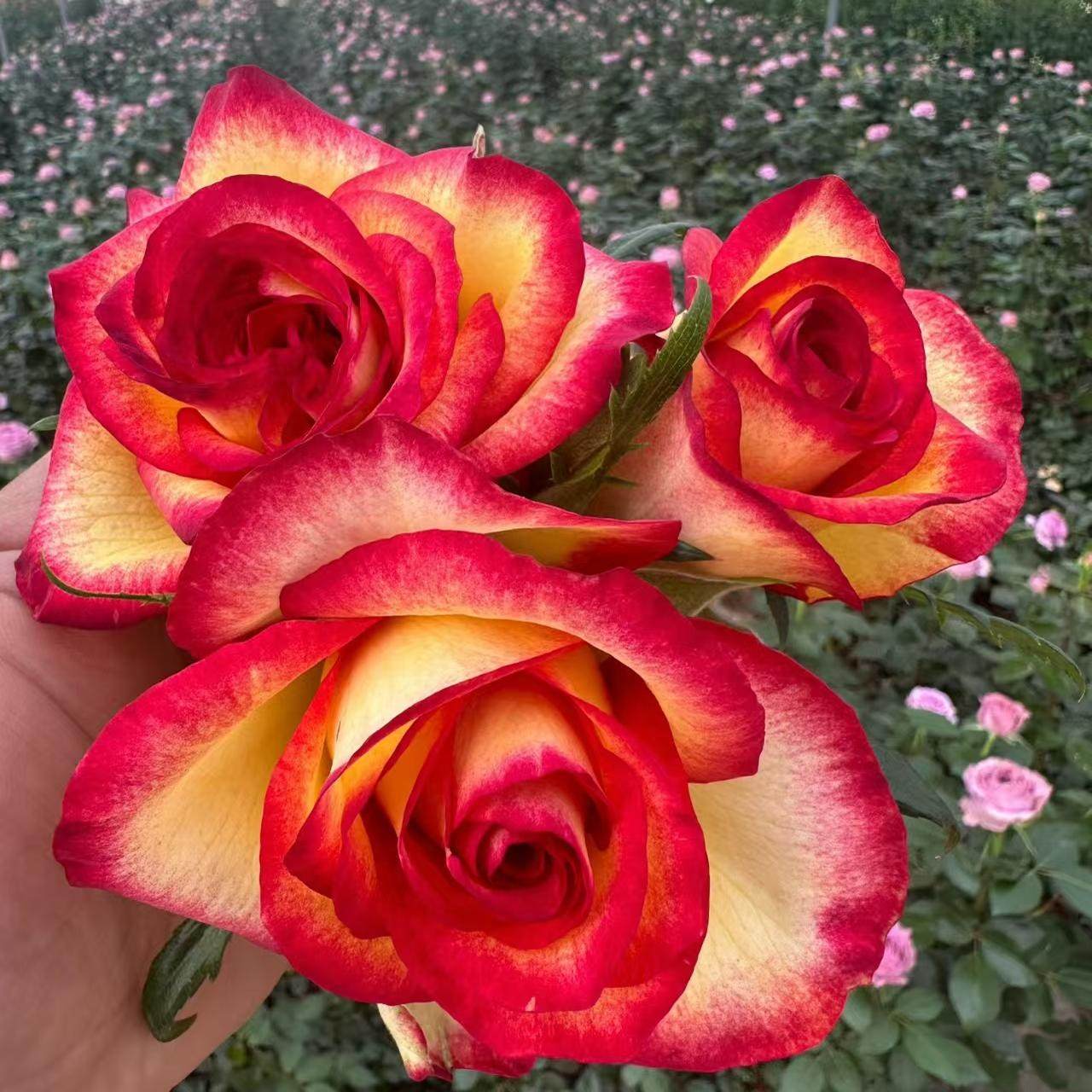 新品 老虎 月季花苗直立大花月季盆栽花瓣厚实耐晒抗寒多季庭院,鲜花速递/花卉仿真/绿植园艺,月季/蔷薇/玫瑰,淘宝优惠券,粉丝福利购,淘宝优惠卷