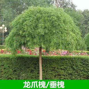 龙爪槐树苗 垂槐树盘槐黄金槐树苗金枝槐树 金枝国槐树苗庭院种植