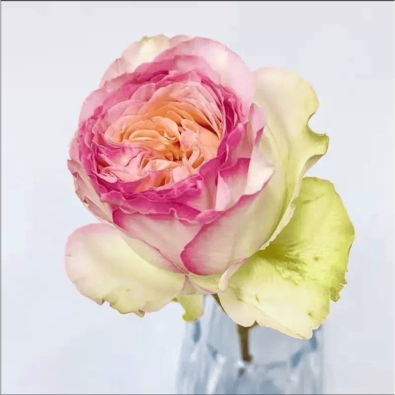 蝴蝶公主月季花苗肯尼亚切花玫瑰大花浓香直立四季可盆栽花卉植物,鲜花速递/花卉仿真/绿植园艺,月季/蔷薇/玫瑰,淘宝优惠券,粉丝福利购,淘宝优惠卷