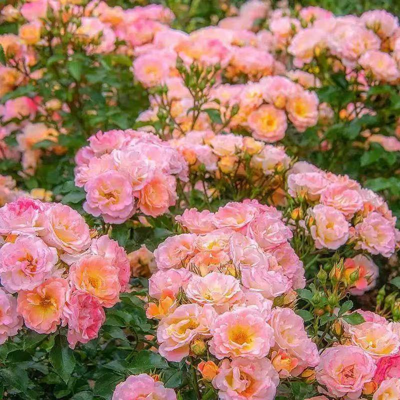 桃色漂流月季/桃色地被绝代佳人地被月季 渐变丰花花卉耐热耐阴