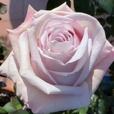 新品 云裳/微差 月季花苗 大花灌木直立切花玫瑰庭院阳台盆栽