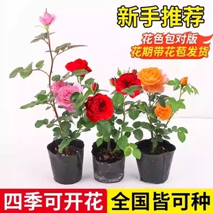 小苗月季 好养花卉爬藤藤本 花苗玫瑰果汁阳台开花绿植室内盆栽多季
