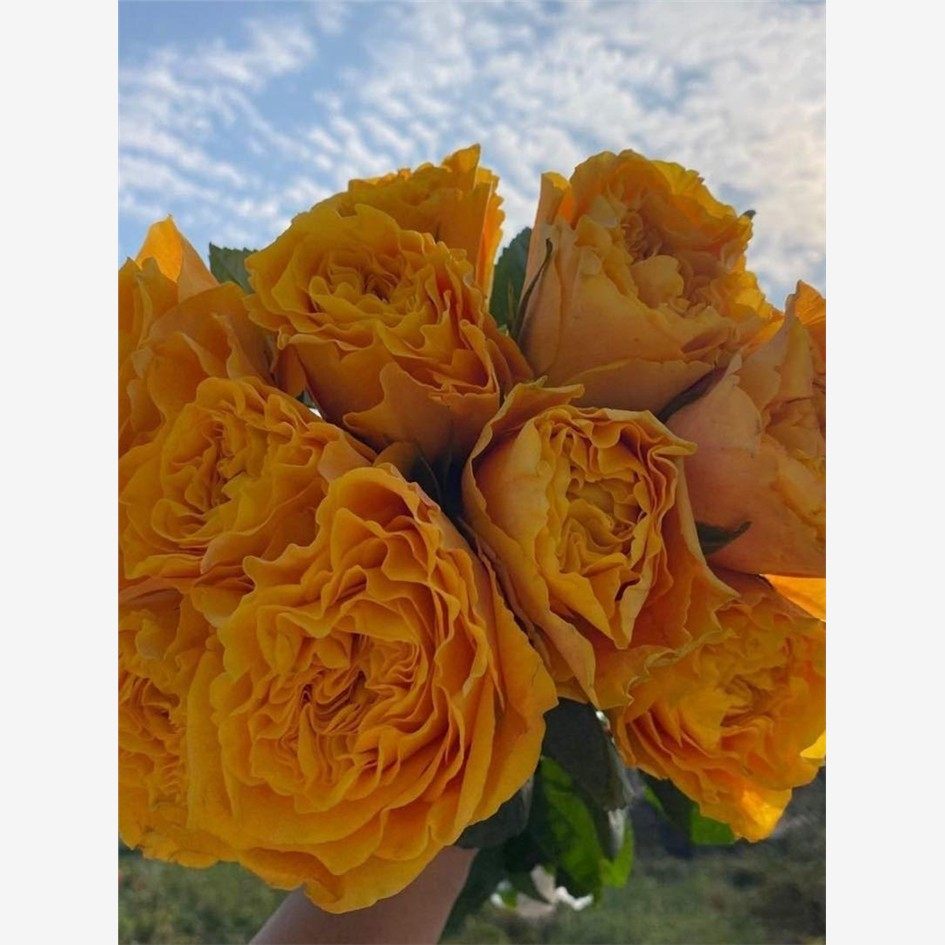 芒果酒吧切花月季扦插花苗大花玫瑰橙黄色波浪边多季开花,鲜花速递/花卉仿真/绿植园艺,月季/蔷薇/玫瑰,淘宝优惠券,粉丝福利购,淘宝优惠卷