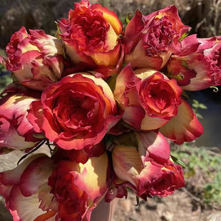 【突发新闻/博科里亚】月季 尼普 灌木大花 切花玫瑰 橙红色