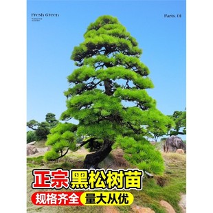 黑松树树苗雪松白皮松小苗庭院园林工程绿化风景大树四季常青植物