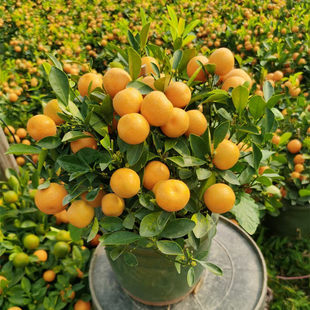 桔子四季桔年桔金桔盆栽阳台室内观赏观果植物盆景招财桔子树带果