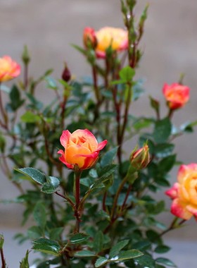 微月 小五彩 月季花苗 微型月季 多头灌木勤花月季庭院阳台盆栽
