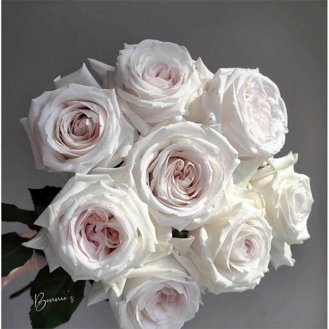 新品 伊丽莎白 月季花苗 大花灌木勤花月季玫瑰 庭院阳台盆栽花卉,鲜花速递/花卉仿真/绿植园艺,月季/蔷薇/玫瑰,淘宝优惠券,粉丝福利购,淘宝优惠卷