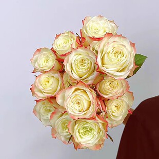 花苗切花灌木月季 新品 月季 奇遇记 高杯阳台庭院勤花 冒险阿凡达