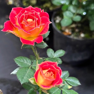 庭院阳台盆栽多季 新品 花苗微型月季 月季 花卉植物 金艳铃姬