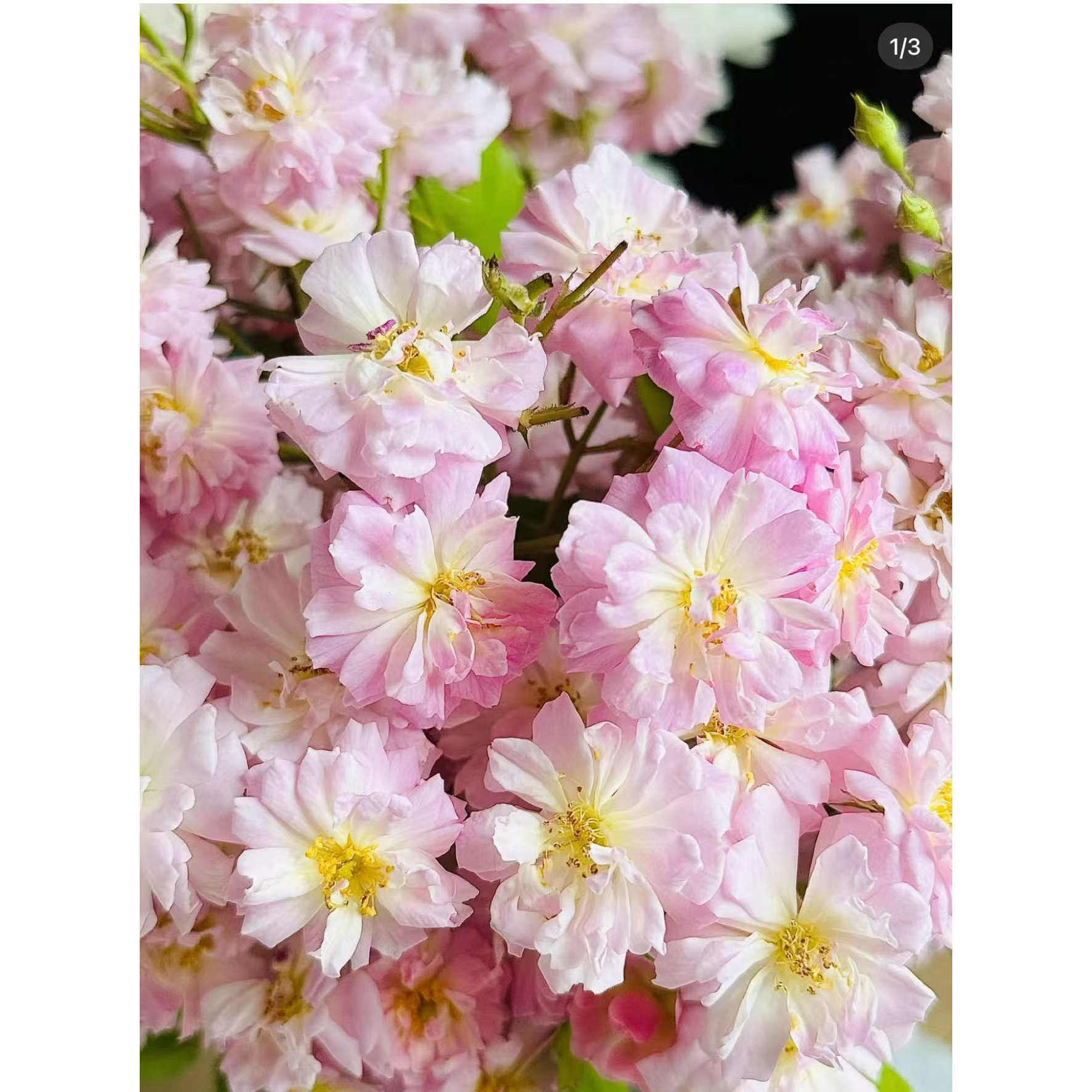 呼吸香水  藤本植物浓香庭院地栽开花机器夏天表现也出色花量巨大,鲜花速递/花卉仿真/绿植园艺,月季/蔷薇/玫瑰,淘宝优惠券,粉丝福利购,淘宝优惠卷