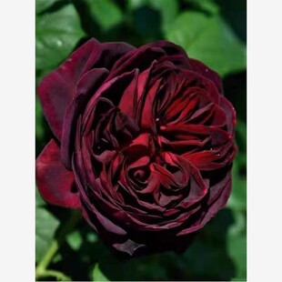 【不眠之夜】大花切花浓香月季庭院阳台花园楼顶绿植盆栽地栽