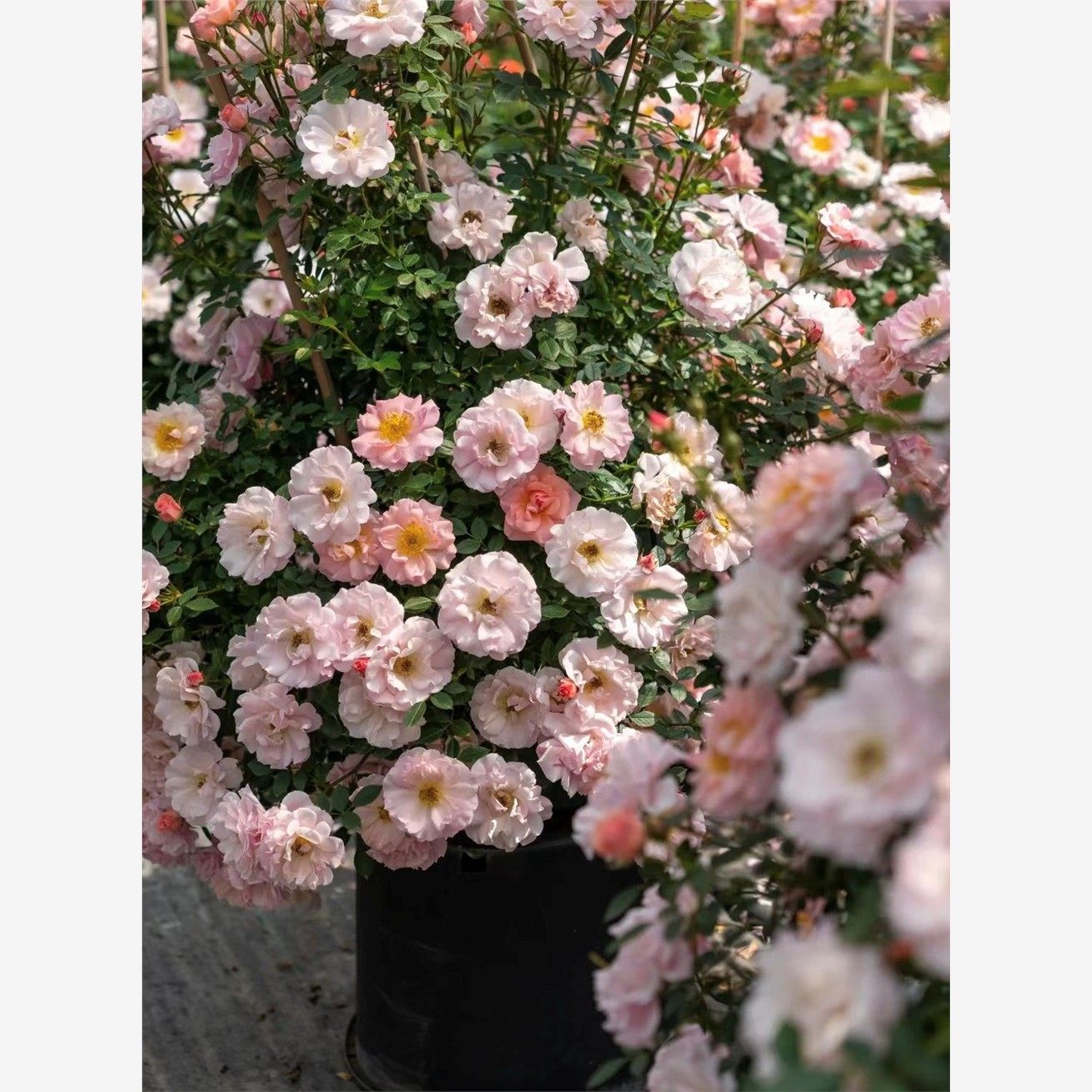 新品【小蝴蝶】藤本月季花苗爬藤多头勤花丰花阳台庭院楼顶花卉,鲜花速递/花卉仿真/绿植园艺,月季/蔷薇/玫瑰,淘宝优惠券,粉丝福利购,淘宝优惠卷