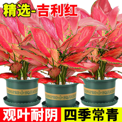吉利红水培耐阴室内好养绿植