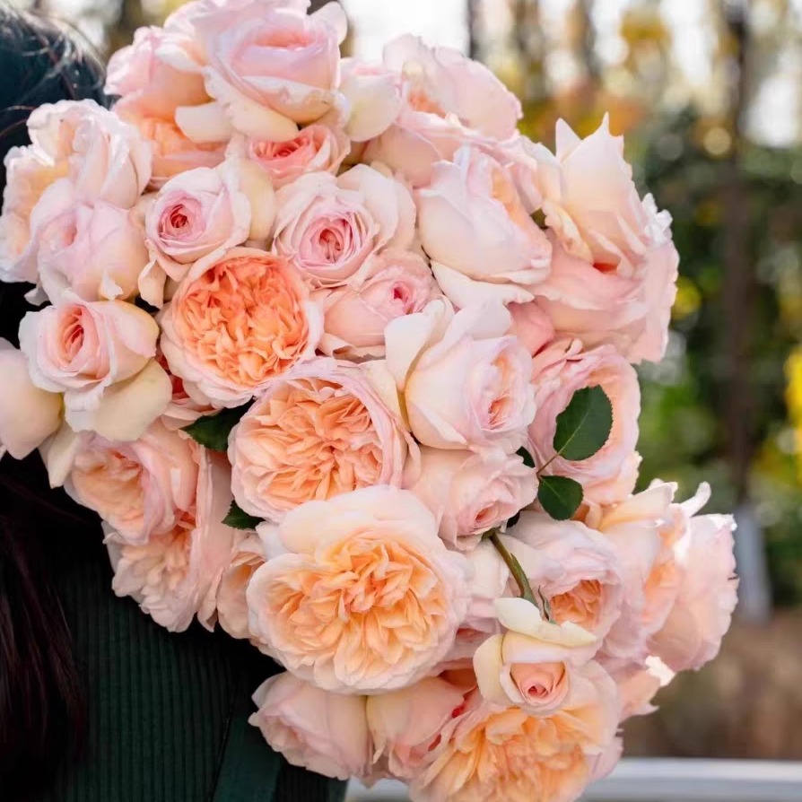 月笼沙 月季花苗 灌木大花浓香杂交茶香月季勤花庭院阳台盆栽花卉