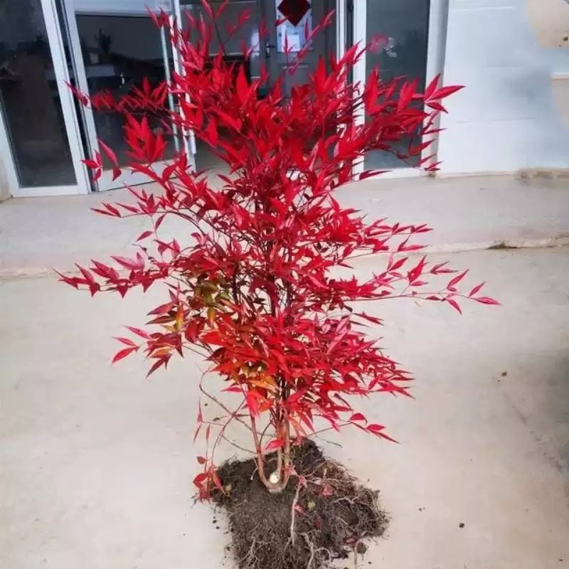 精品南天竹盆栽大型老桩绿植盆景室内庭院造景四季好养耐寒诗蕊茵