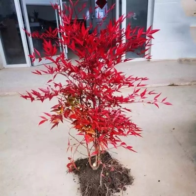 精品南天竹盆栽大型老桩绿植盆景室内庭院造景四季好养耐寒诗蕊茵