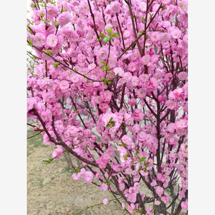 重瓣榆叶梅花树苗盆栽阳台庭院耐寒花卉植物丛生郁李麦李花苗盆栽