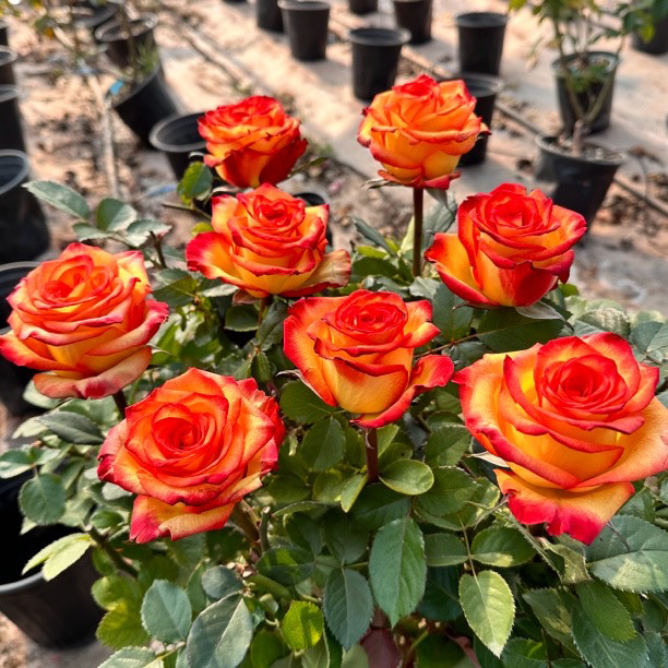 新品 自拍 月季花苗 大花灌木直立勤花切花玫瑰庭院阳台盆栽,鲜花速递/花卉仿真/绿植园艺,月季/蔷薇/玫瑰,淘宝优惠券,粉丝福利购,淘宝优惠卷