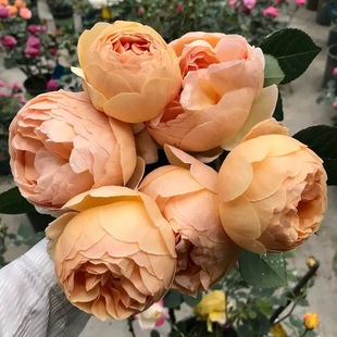 无名的裘德/朦胧的朱迪 月季花苗奥斯汀浓香灌木勤花月季庭院阳台