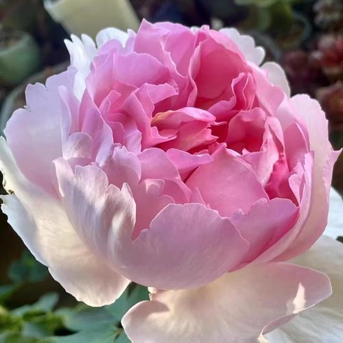 伊芙 繁华都市 大花浓香切花灌木勤花月季玫瑰阳台庭院盆栽