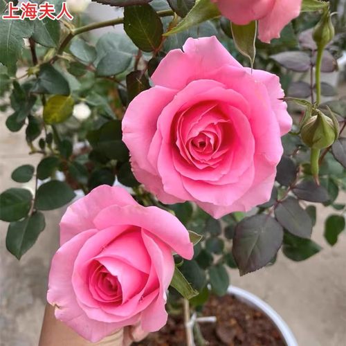 新品 上海夫人 月季花苗 大花灌木切花淡香勤花月季 庭院阳台盆栽