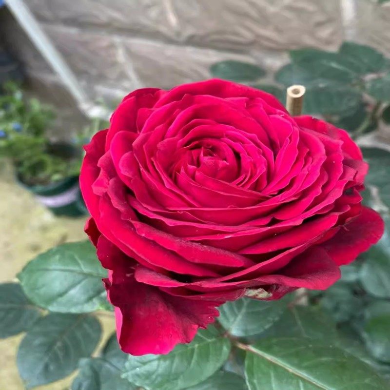 风中玫瑰丰花勤花多季开花月季玫瑰庭院阳台盆栽地栽花卉扦插小苗,鲜花速递/花卉仿真/绿植园艺,月季/蔷薇/玫瑰,淘宝优惠券,粉丝福利购,淘宝优惠卷