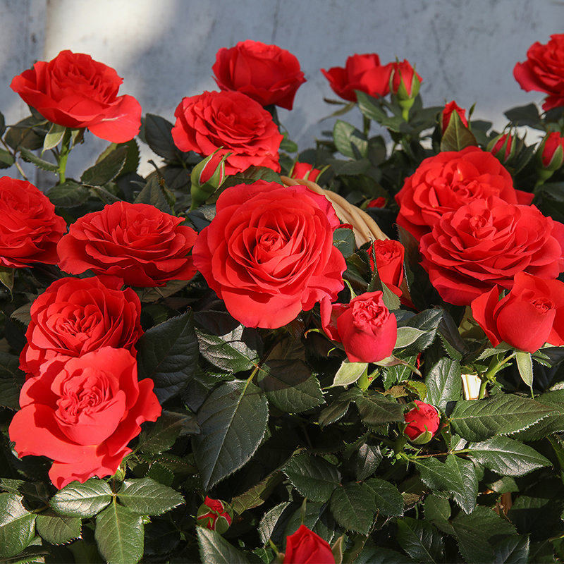 无限国王 永远月季花苗盆栽微型迷你欧月扦插苗阳台大花微月,鲜花速递/花卉仿真/绿植园艺,月季/蔷薇/玫瑰,淘宝优惠券,粉丝福利购,淘宝优惠卷