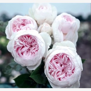 公爵夫人克里斯蒂娜/尘世天使 月季花苗大花浓香灌木阳台盆栽庭院