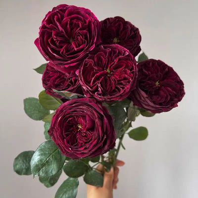 皇宫 大花浓香月季花苗紫黑包子型多季阳台花园玫瑰花苗盆栽花卉