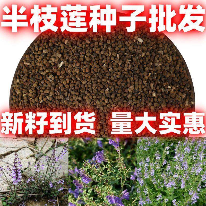 半枝莲种子野并头草韩信草赶山鞭牙刷草通经草紫连草籽中草药植物