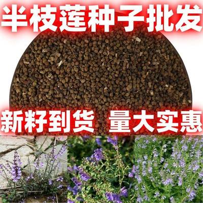 半枝莲野并头草中草药种子