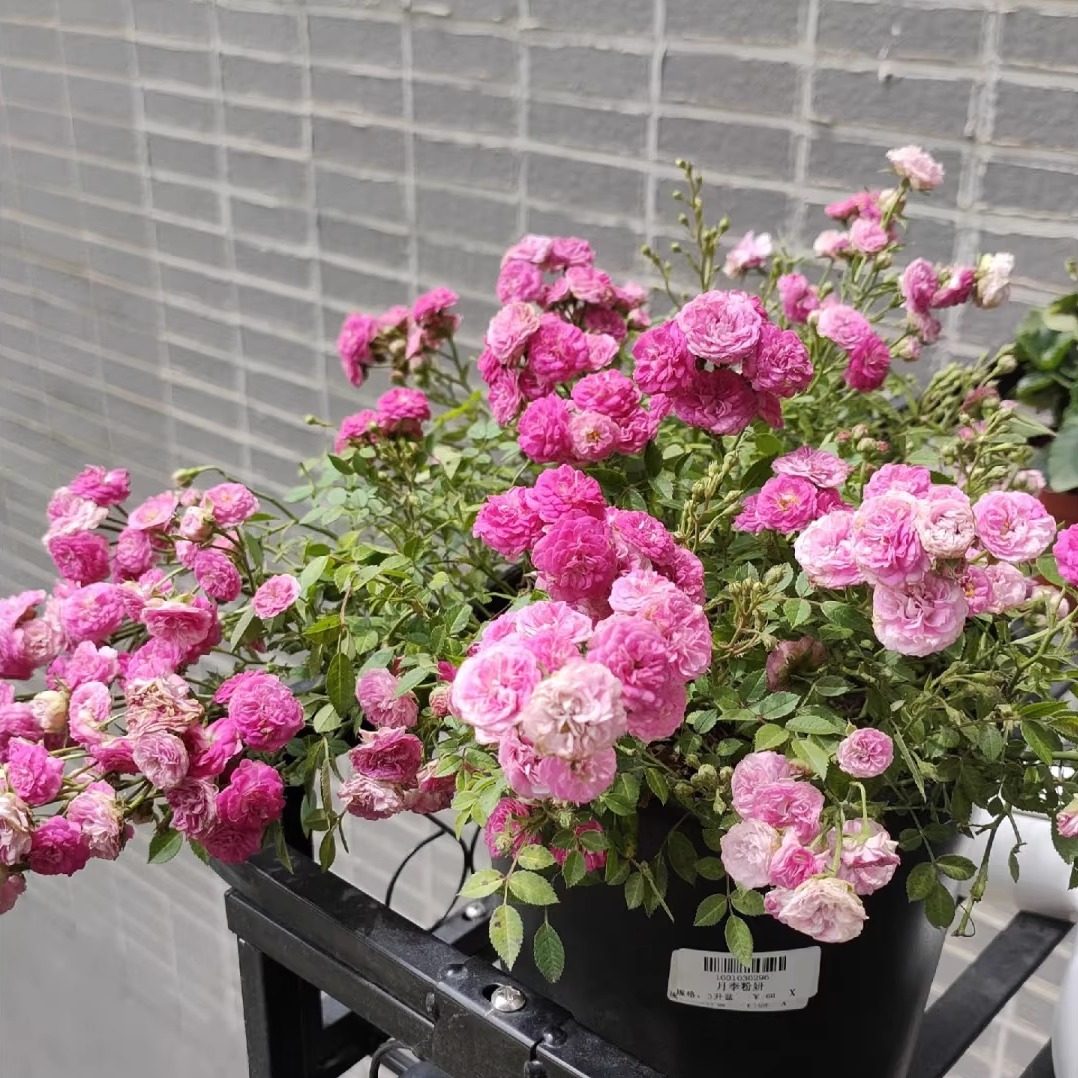 微月 粉妍 微型月季花苗勤花 多头 粉色重瓣迷你 日本超微月季,鲜花速递/花卉仿真/绿植园艺,月季/蔷薇/玫瑰,淘宝优惠券,粉丝福利购,淘宝优惠卷