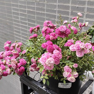 微月 粉妍 微型月季花苗勤花 多头 粉色重瓣迷你 日本超微月季