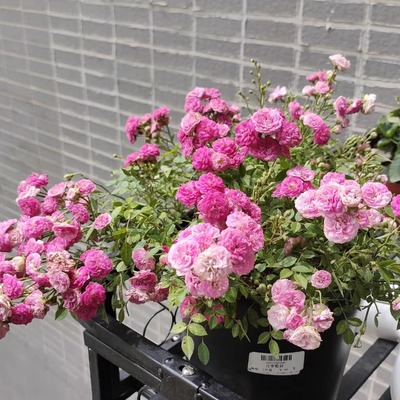 微月 粉妍 微型月季花苗勤花 多头 粉色重瓣迷你 日本超微月季