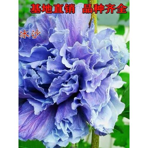 日本重瓣木槿蓝莓冰沙花卉