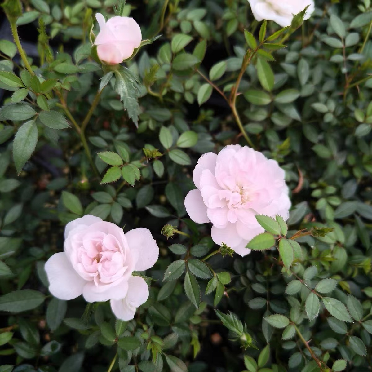 微月 龙姬 月季花苗微型灌木多头勤花姬乙女芽变粉姬花卉盆栽盆景