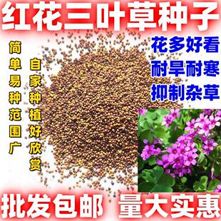 三叶草种子三叶草种籽红色幸运草种子包邮盆栽庭院田园观赏种